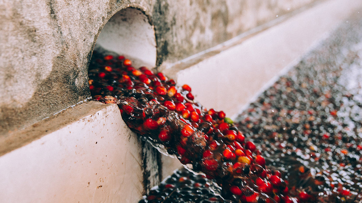 The Art of Decaffeination