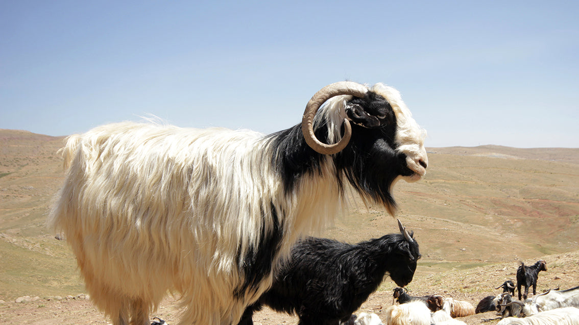 Romulus And remus Blog - The origin and history of coffee