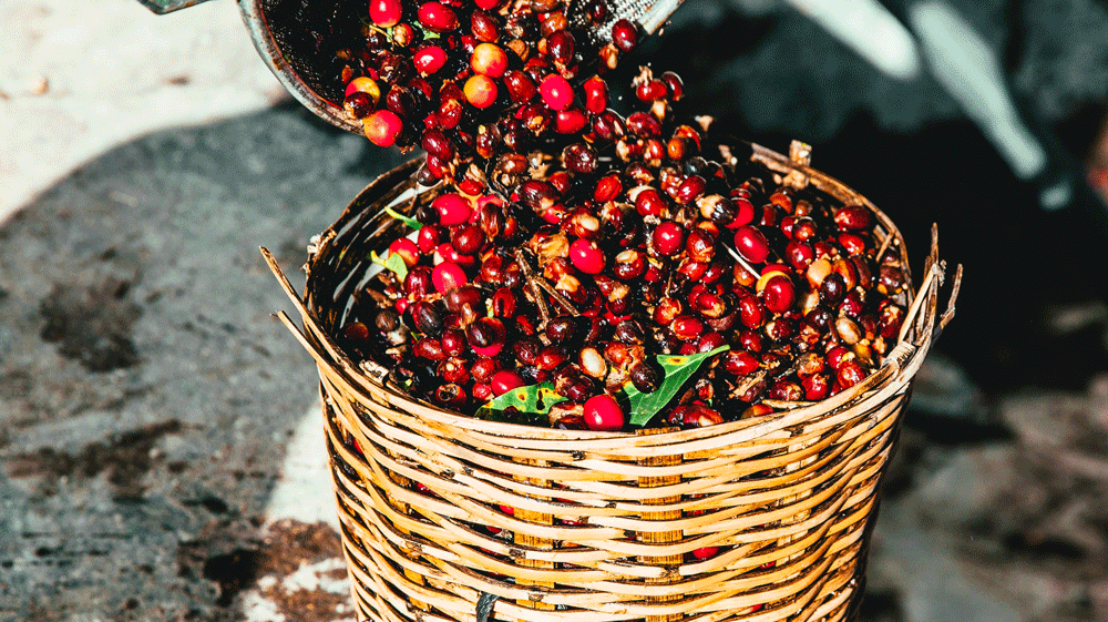 ROMULUS AND REMUS - COFFEE CHERRIES BEING COLLECTED