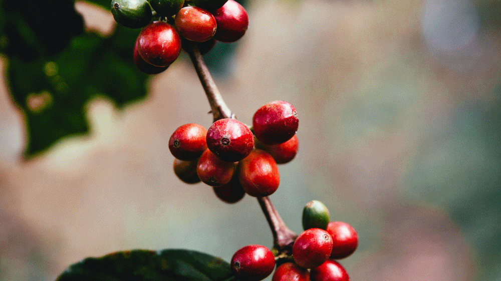 Dwarf Coffee - Introducing the Marvel of Nature