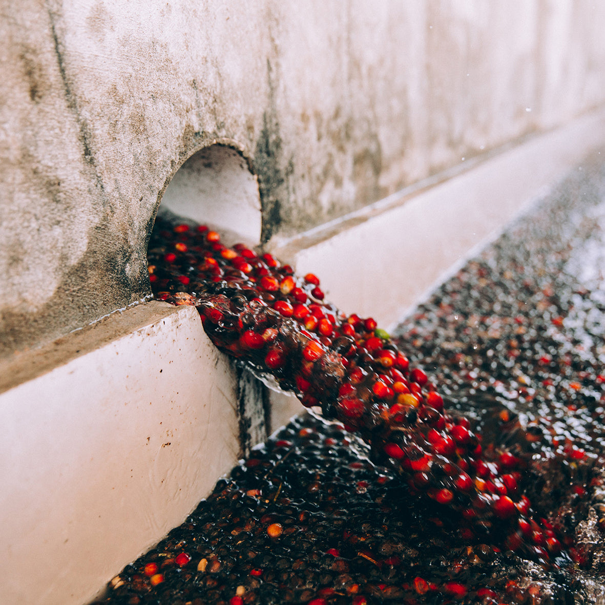 The Art of Decaffeination