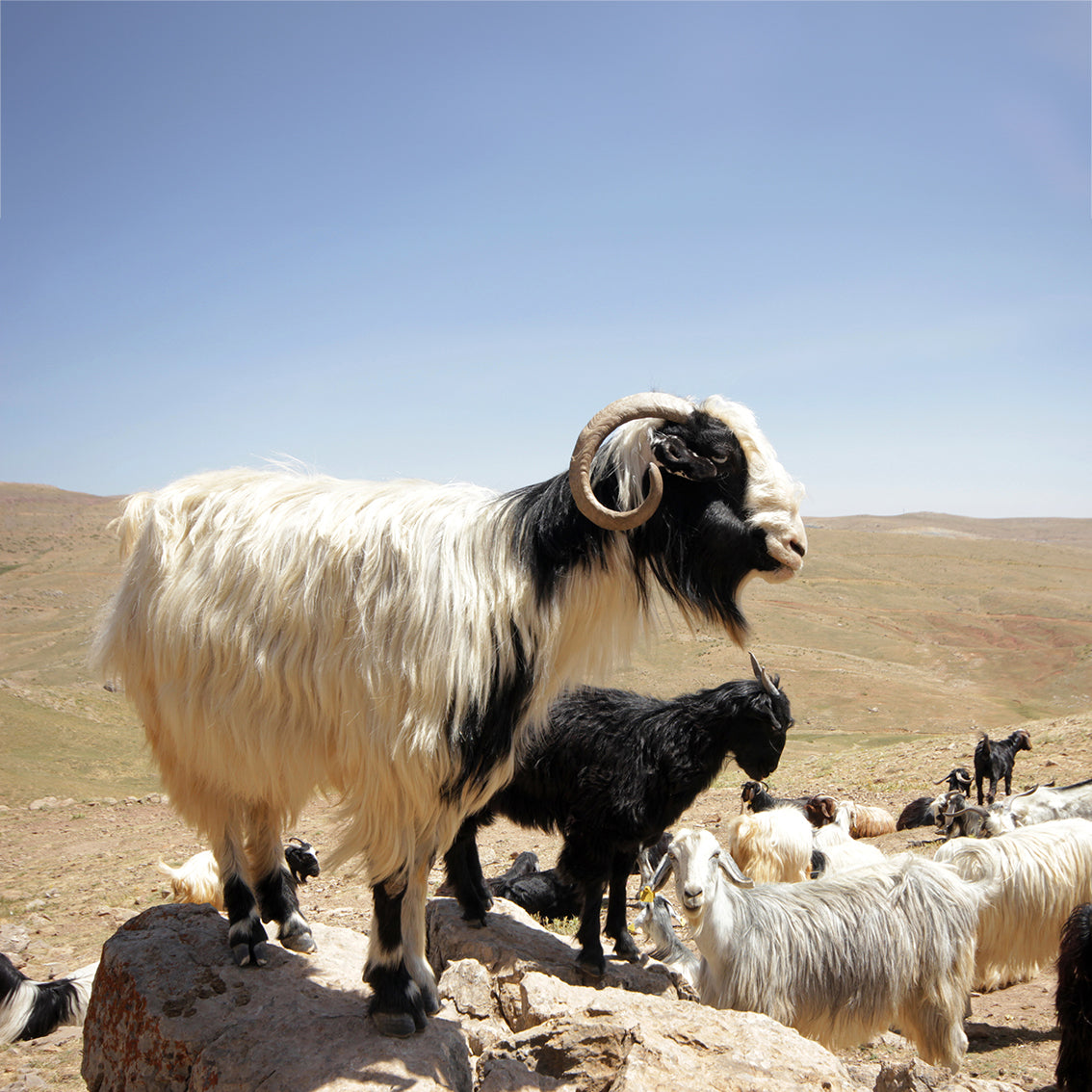 Romulus And remus Blog - The origin and history of coffee