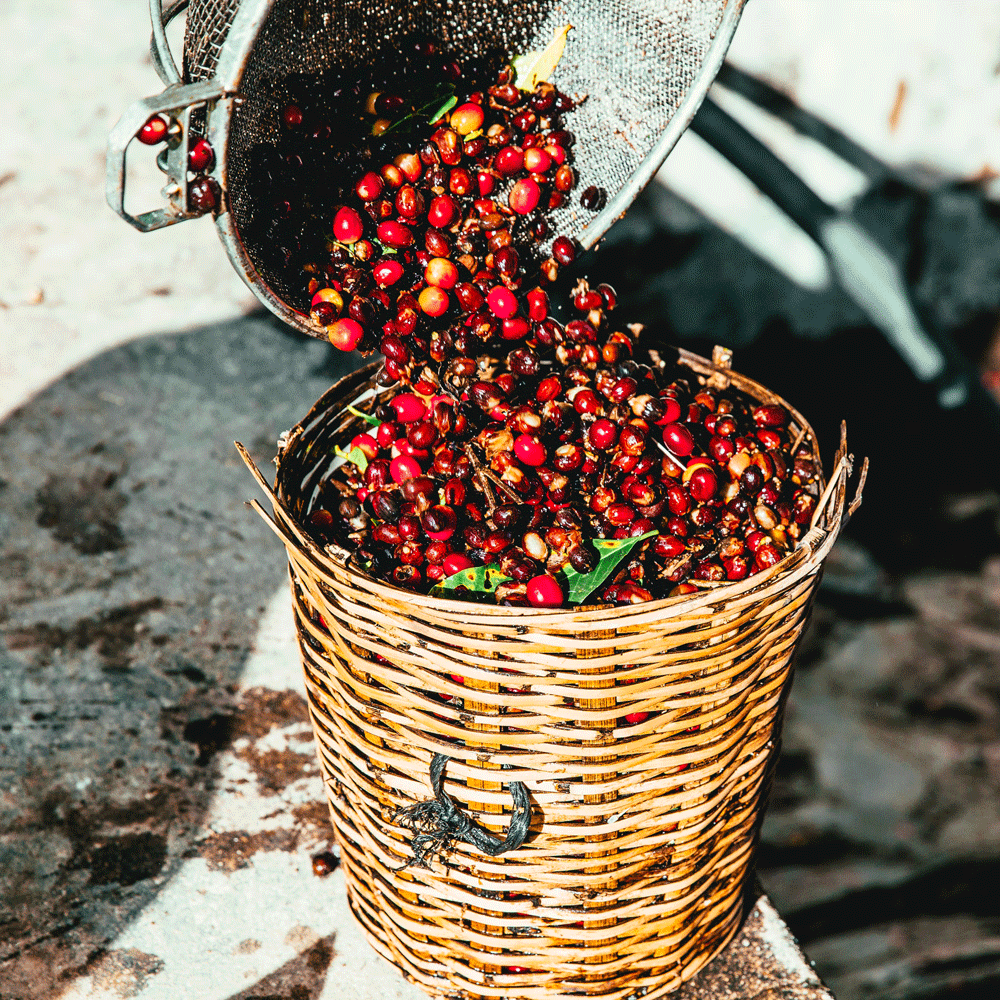 ROMULUS AND REMUS - COFFEE CHERRIES BEING COLLECTED