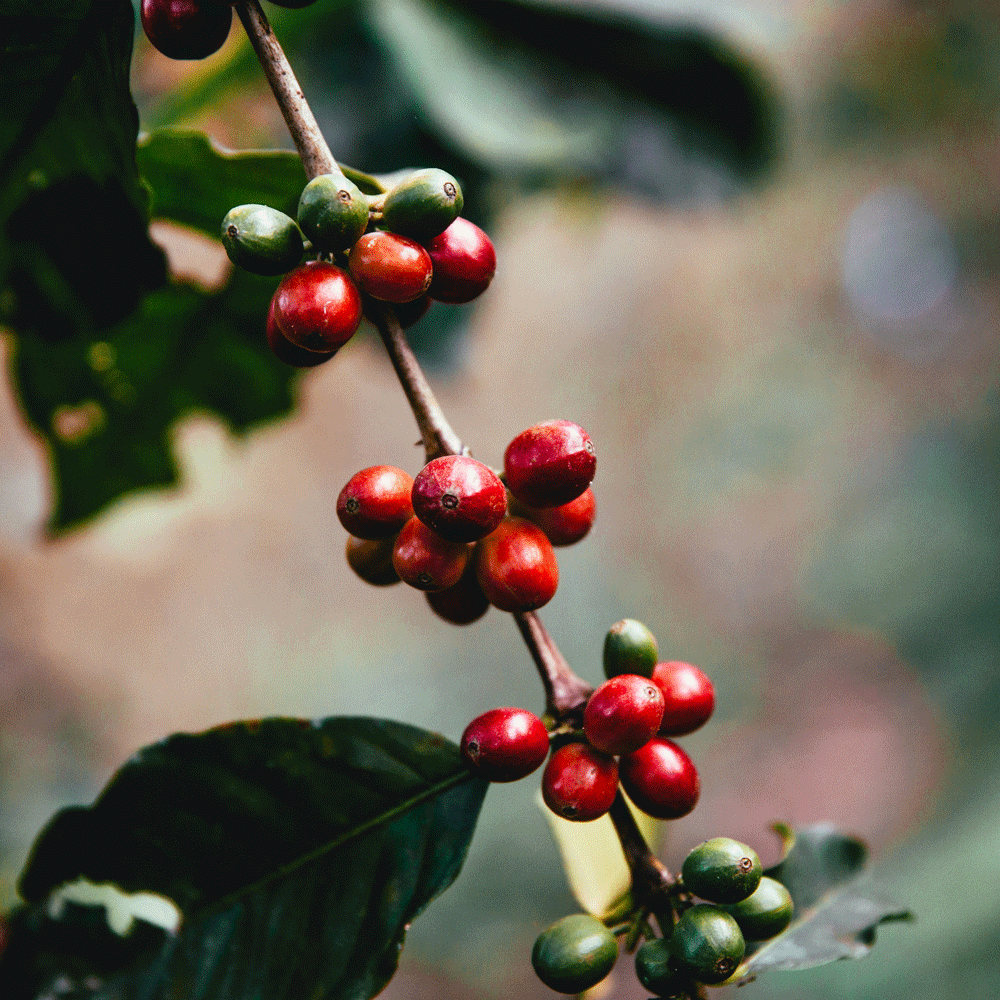 Dwarf Coffee - Introducing the Marvel of Nature